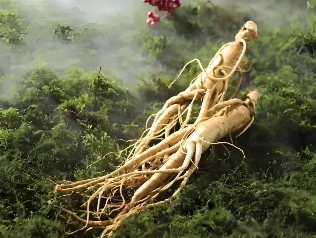 抑郁的“天然克星”？研究发现，人参中藏着快乐密码！