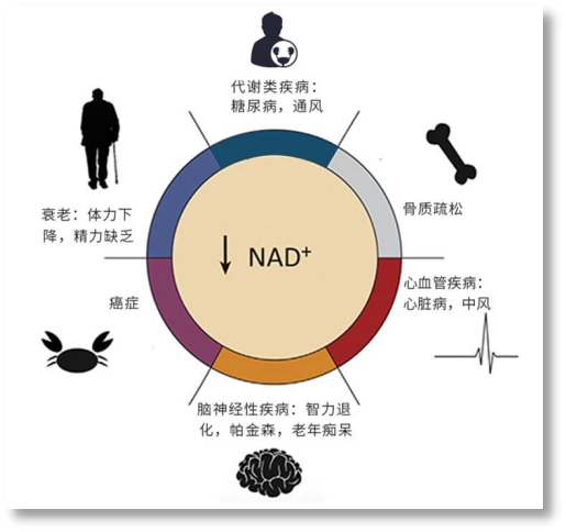 NAD的今生10.png
