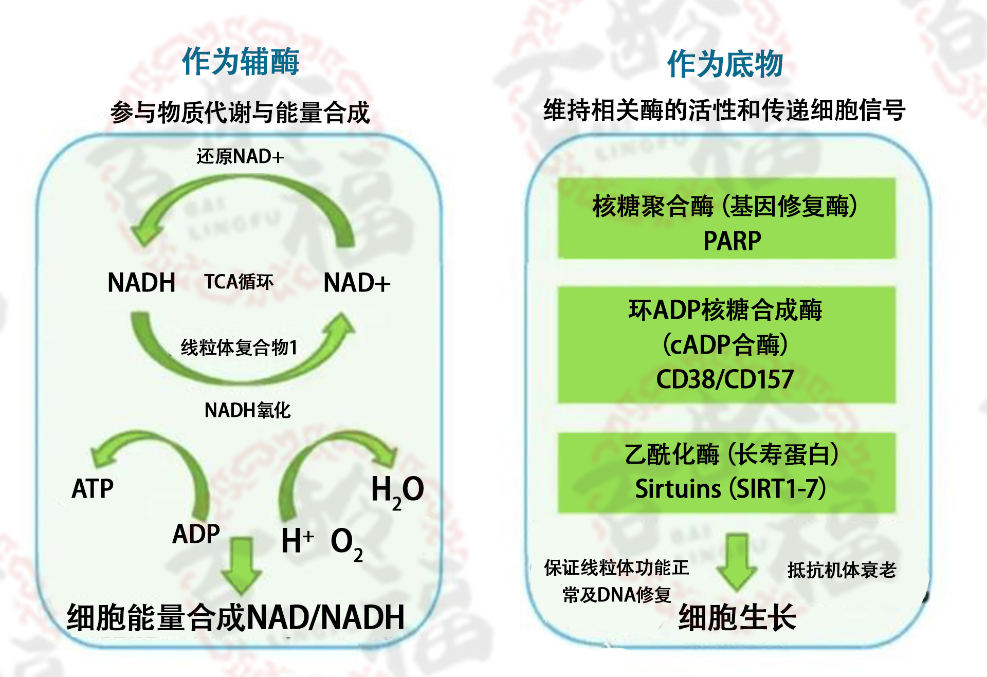 NAD的今生9.png