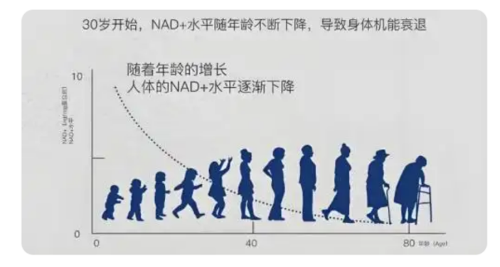 1757917058299776.png 衰老机制的探究2.png