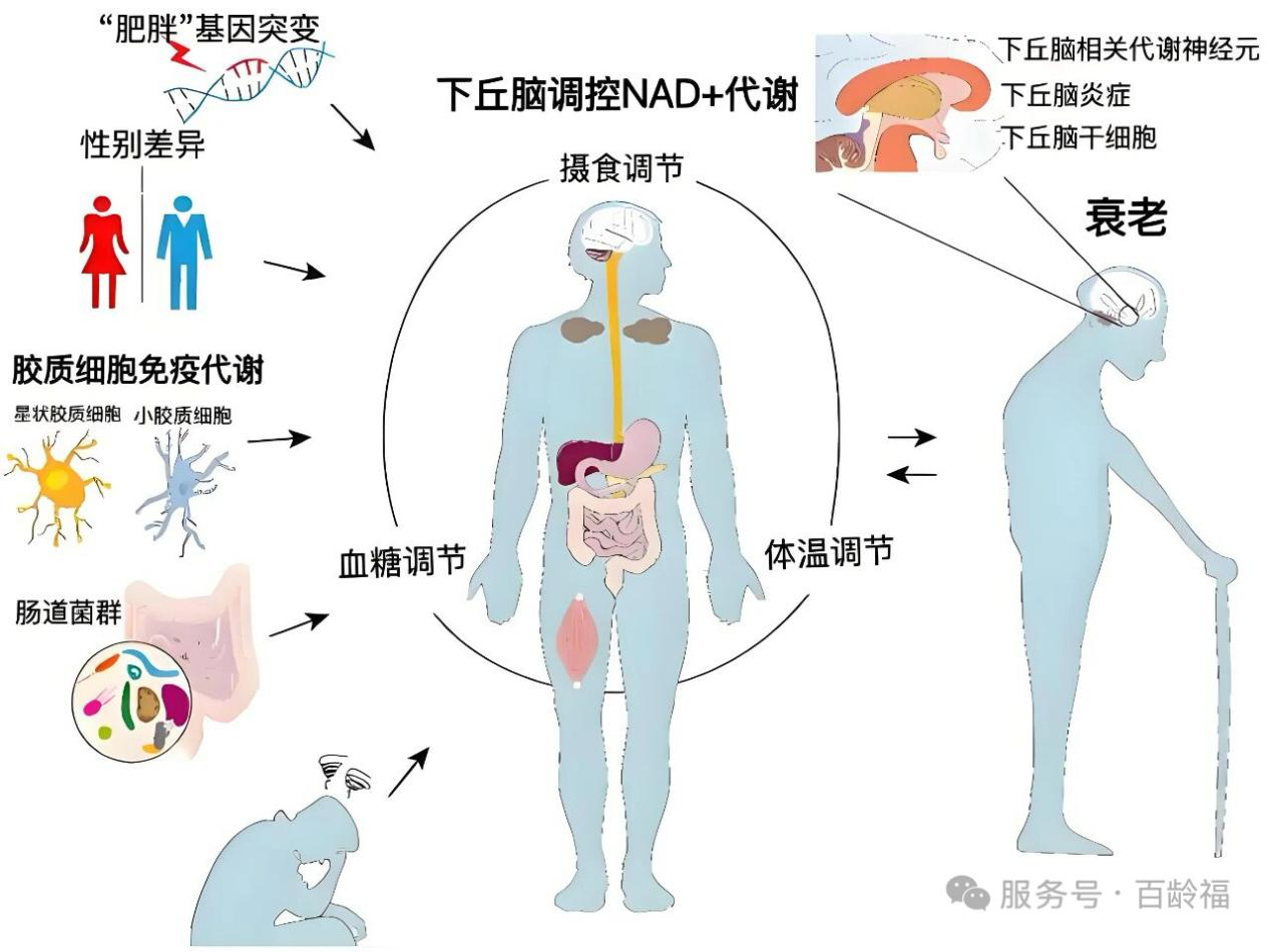1757917373635319.png 衰老机制的探究5.png