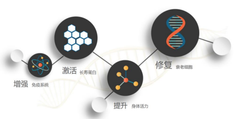 1757917418696733.png 衰老机制的探究6.png